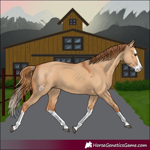 Horse Color:Red Dun Splash 