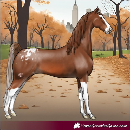 Horse Color:Chestnut Splash Appaloosa 