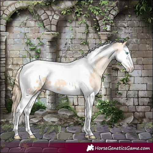 Horse Color:Buckskin Pearl Splash Tobiano Appaloosa 
