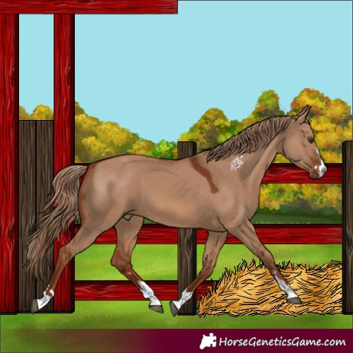 Horse Color:Red Dun 