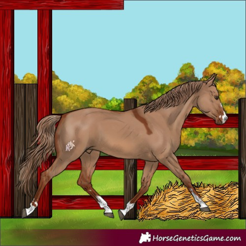 Horse Color:Red Dun 