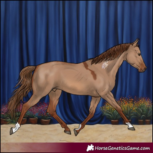 Horse Color:Red Dun 