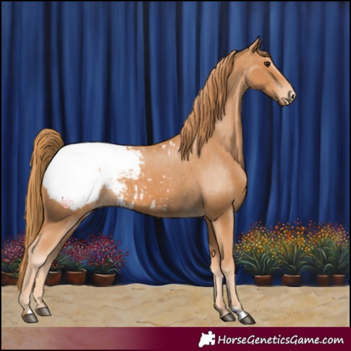 Horse Color:Chestnut Appaloosa 