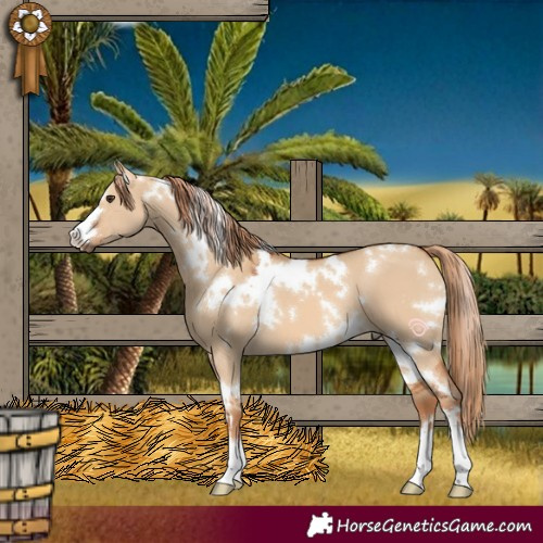 Horse Color:White Spotted Red Dun 