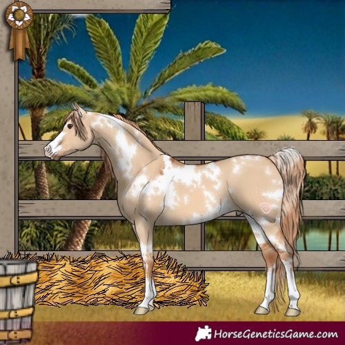 Horse Color:White Spotted Red Dun 