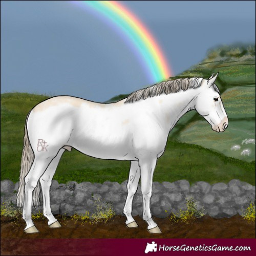 Horse Color:White Spotted Buckskin Splash Frame Varnish 
