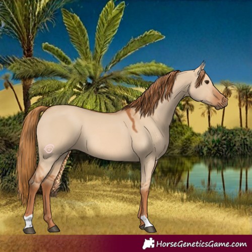 Horse Color:Red Dun 