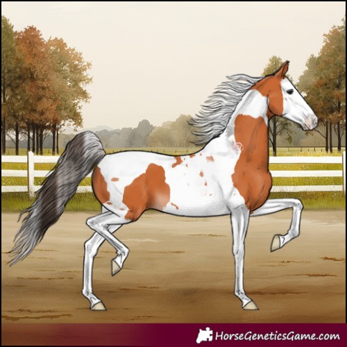 Horse Color:Bay Splash Tobiano 
