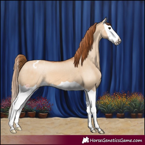 Horse Color:Red Dun Splash Appaloosa 