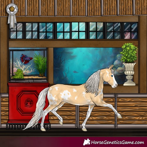 Horse Color:White Spotted Palomino Splash Appaloosa 