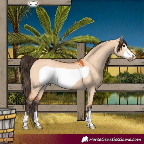 Horse Color:Bay Dun Frame 