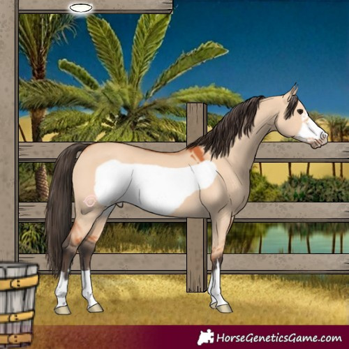 Horse Color:Bay Dun Frame 