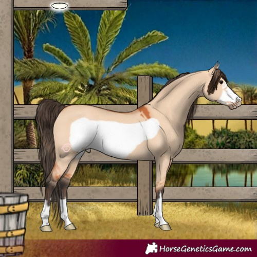 Horse Color:Bay Dun Frame 