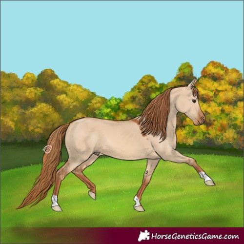 Horse Color:Red Dun 