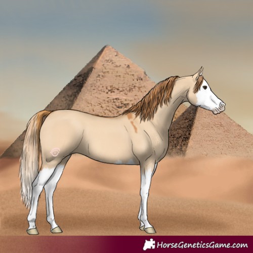 Horse Color:Red Dun Splash 