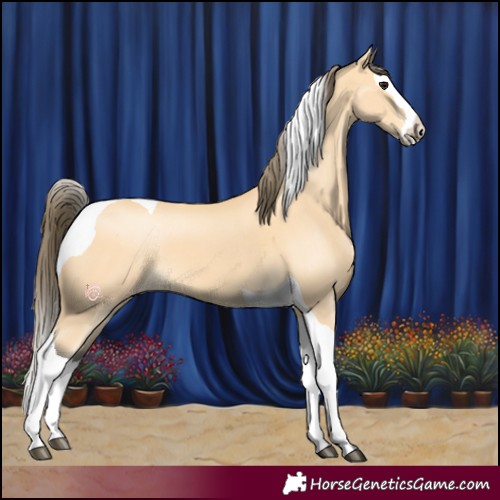 Horse Color:Buckskin Splash Tobiano Appaloosa 