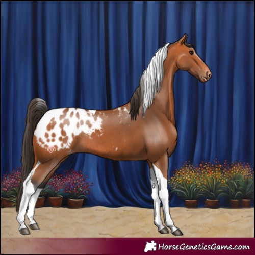 Horse Color:Bay Tobiano Appaloosa 