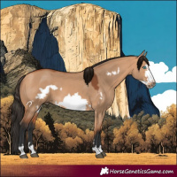 Horse Color:Bay Dun Frame 