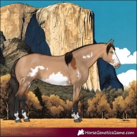 Horse Color:Bay Dun Frame 