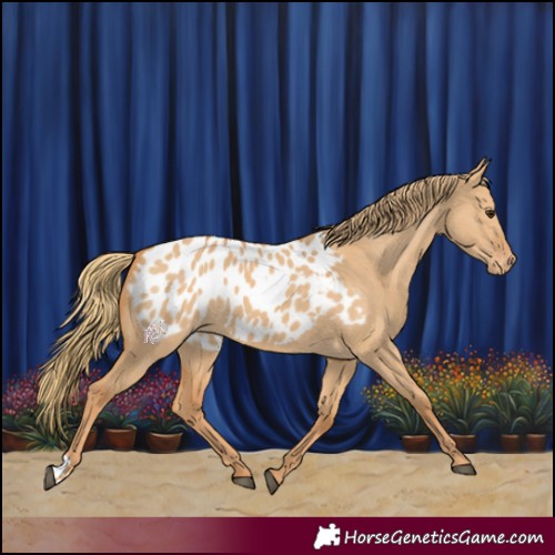 Horse Color:Red Dun Appaloosa 