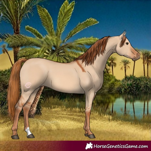Horse Color:Red Dun 