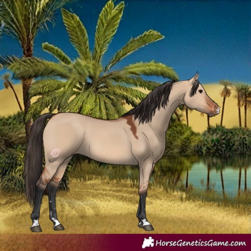 Horse Color:Bay Dun 