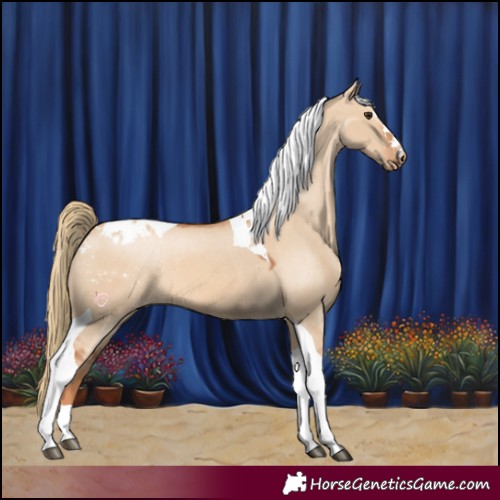 Horse Color:Red Dun Tobiano Appaloosa 