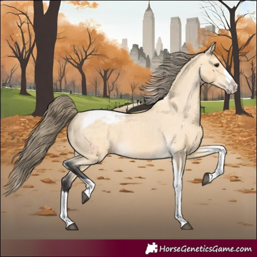 Horse Color:Buckskin Splash Tobiano Appaloosa 