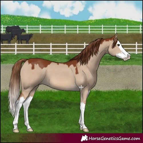 Horse Color:Red Dun Splash 