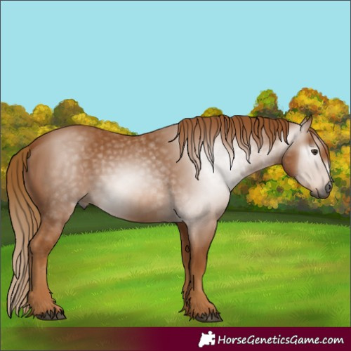Horse Color:Gray Chestnut