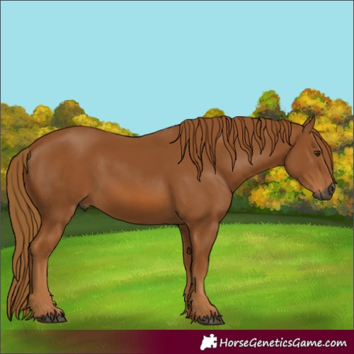 Horse Color:Gray Chestnut 