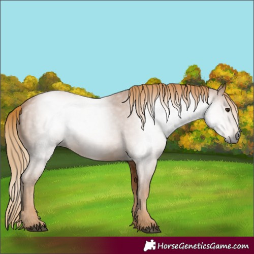 Horse Color:Gray Chestnut 