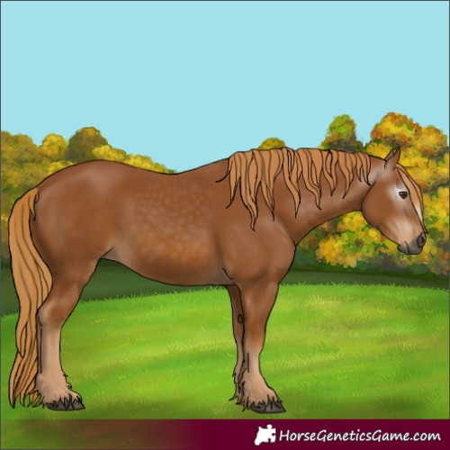 Horse Color:Gray Chestnut