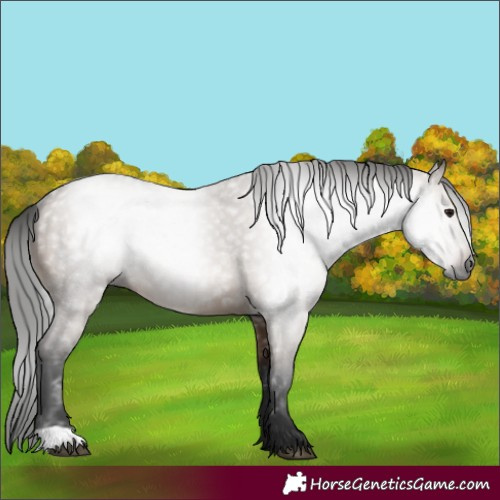 Horse Color:Gray Bay Dun