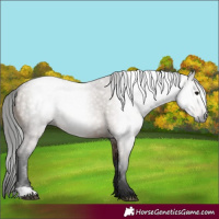 Horse Color:Gray Bay Dun
