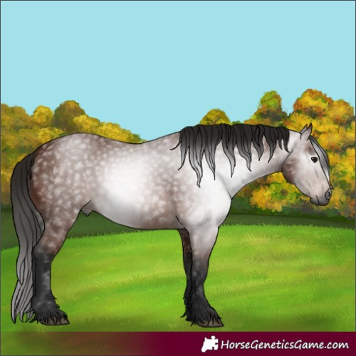 Horse Color:Gray Bay 