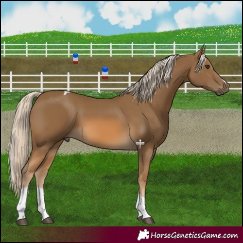 Horse Color:Chocolate Palomino Tobiano 
