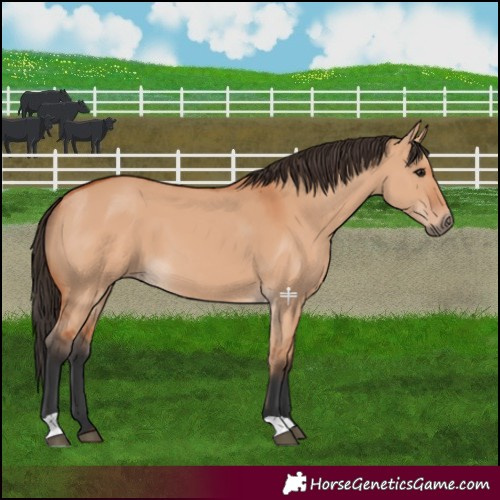 Horse Color:Bay Dun 