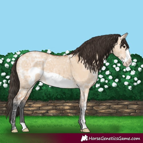 Horse Color:Bay Ice Dun Frame