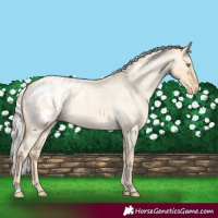 Horse Color:Silver Classic Cream Champagne Roan Dun Appaloosa Rabicano