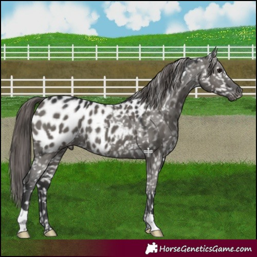 Horse Color:Grullo Blanket 