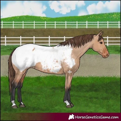 Horse Color:Bay Dun Snowcap 