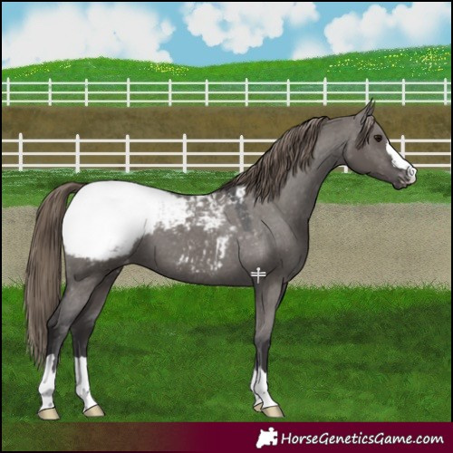 Horse Color:Smoky Grullo Snowcap 