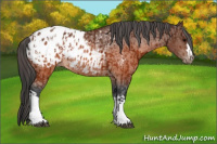 Horse Color:Brown Appaloosa  and Brown Appaloosa Rabicano 