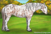 Horse Color:Brown Appaloosa  and Brown Appaloosa 
