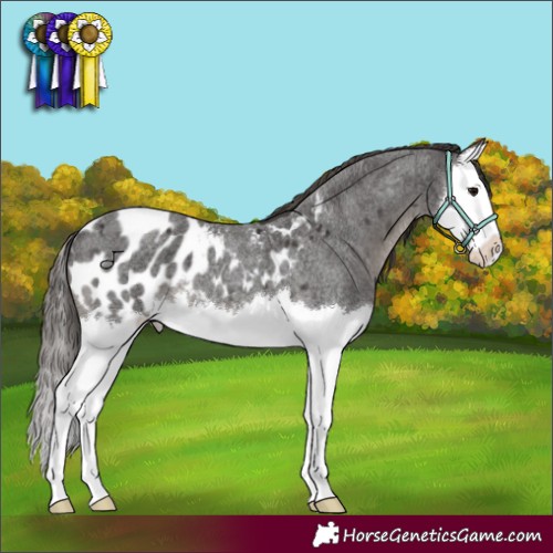 Horse Color:Smoky Blue Roan Splash Appaloosa 