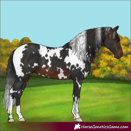 Horse Color:White Spotted Brown 
