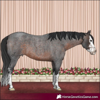 Horse Color:Brown Roan Sabino Splash