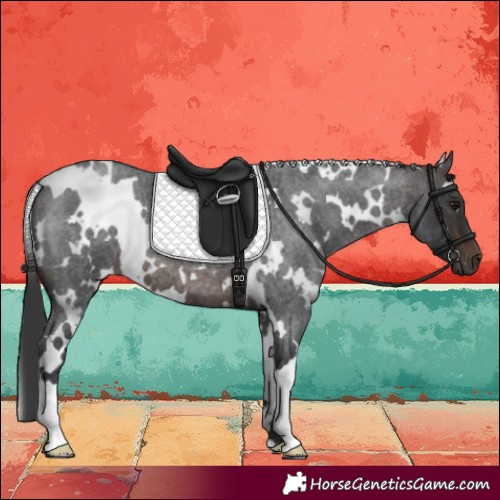 Horse Color:White Spotted Brown Roan 