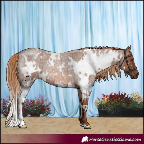 Horse Color:White Spotted Red Roan 
